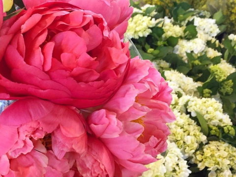 Sydney Flower Market - New South Wales Tourism  2