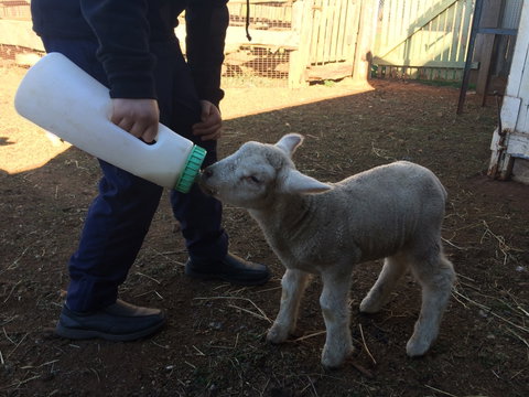 Taralga Wildlife Park - New South Wales Tourism  0