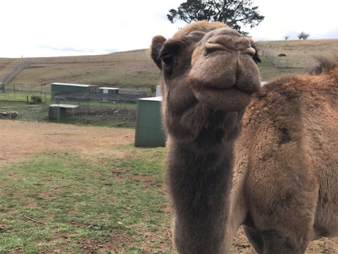 Taralga Wildlife Park - New South Wales Tourism  1