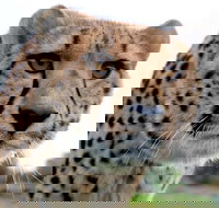 Tasmania Zoo - New South Wales Tourism 