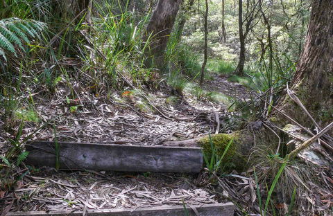 Tea Tree Falls Walking Track - New South Wales Tourism  0