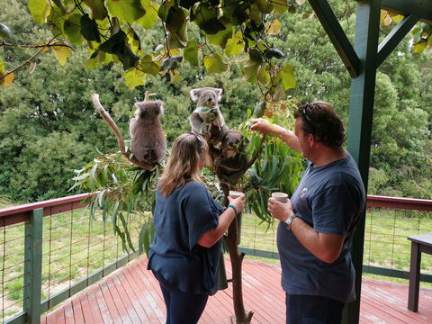 The Aussie Stop Offering Breakfast With Koalas - New South Wales Tourism  1