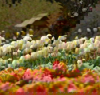 Tulip Top Gardens - New South Wales Tourism 