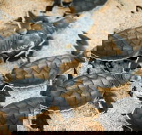 Turtle Nesting Season - New South Wales Tourism 