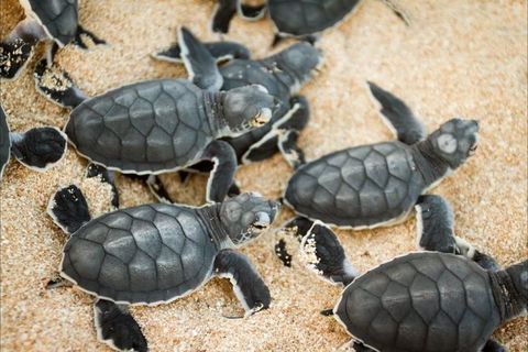 Turtle Nesting Season - New South Wales Tourism  0