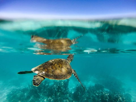 Turtle Nesting Season - New South Wales Tourism  1