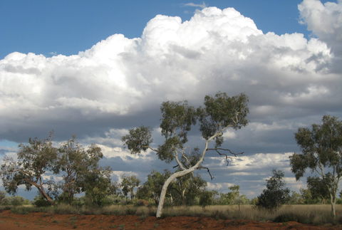 Windorah Nature Drive - New South Wales Tourism  1