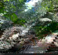 Wirrawilla Rainforest Walk - New South Wales Tourism 