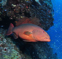 Anchor Bommie Dive Site - New South Wales Tourism 
