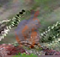 Arkaroola Wilderness Sanctuary - New South Wales Tourism 