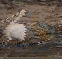 Bird watching at the Goan water hole - New South Wales Tourism 