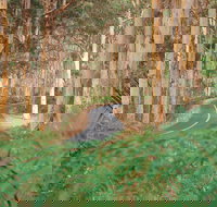 Boranup Karri Forest - New South Wales Tourism 