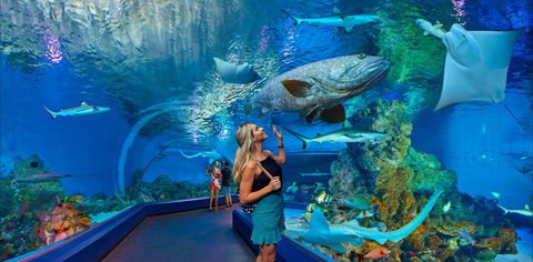 Cairns Aquarium - New South Wales Tourism  0
