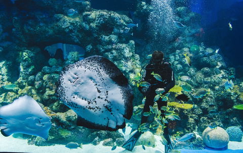 Cairns Aquarium - New South Wales Tourism  1