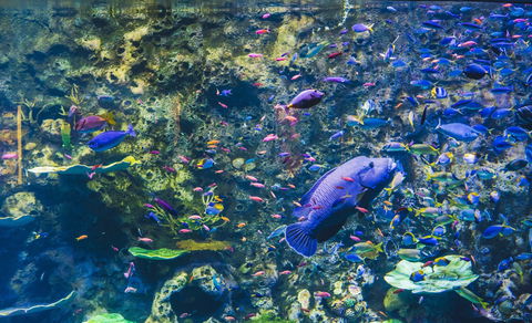 Cairns Aquarium - New South Wales Tourism  2