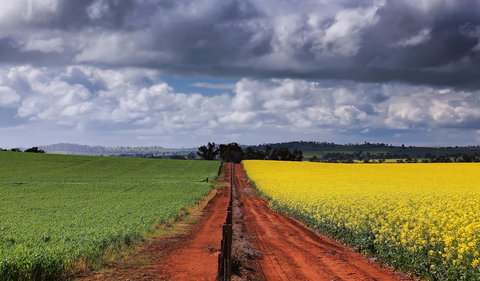 Canola Trail - New South Wales Tourism  1