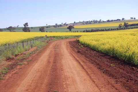 Canola Trail - New South Wales Tourism  2