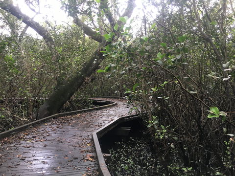 Carole Green Walkway - John Oxley Reserve - New South Wales Tourism  0