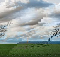 Clare Valley - New South Wales Tourism 