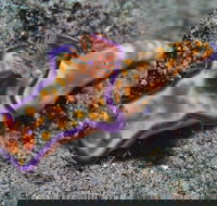 Curtin Artificial Reef Dive Site - New South Wales Tourism 