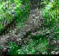 Djiru National Park - New South Wales Tourism 