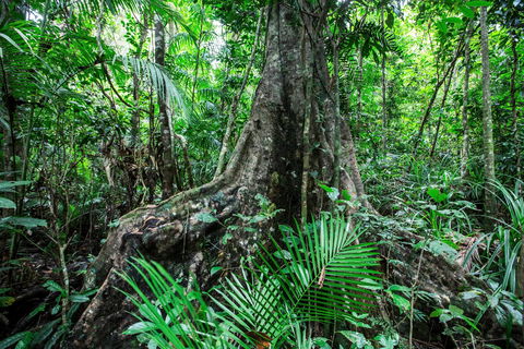 Djiru National Park - New South Wales Tourism  0