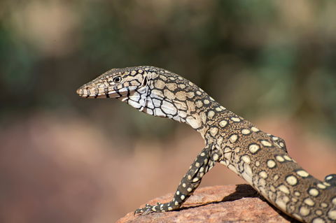 East MacDonnell Ranges - New South Wales Tourism  1
