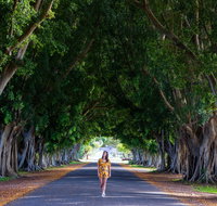 Fig Tree Avenue - New South Wales Tourism 
