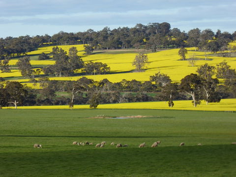 Fini Olives - New South Wales Tourism  0