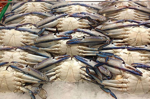 Fish And Fowl - New South Wales Tourism  1