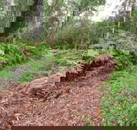 Forest Walking Track Gibraltar Range National Park - New South Wales Tourism 