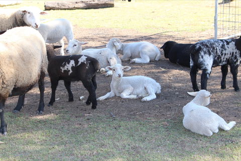 Haigslea EWE Nique Hobby Farm - New South Wales Tourism  1