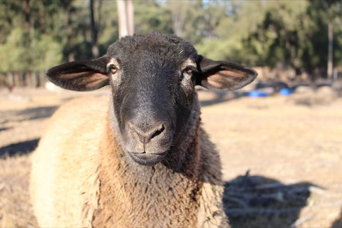 Haigslea EWE Nique Hobby Farm - New South Wales Tourism  2