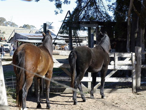 Harlow Park Horse Riding - New South Wales Tourism  1