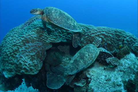 Heron Bommie - New South Wales Tourism  1