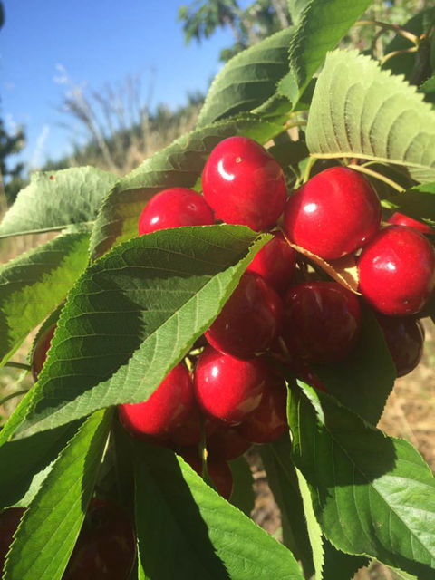 Hill-Lock Orchard - New South Wales Tourism  1
