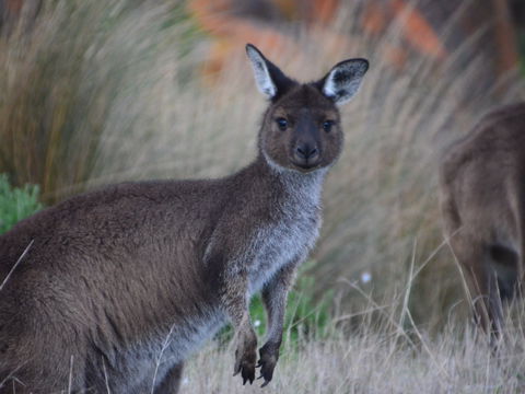 Iron Stone Hill Hike - New South Wales Tourism  1