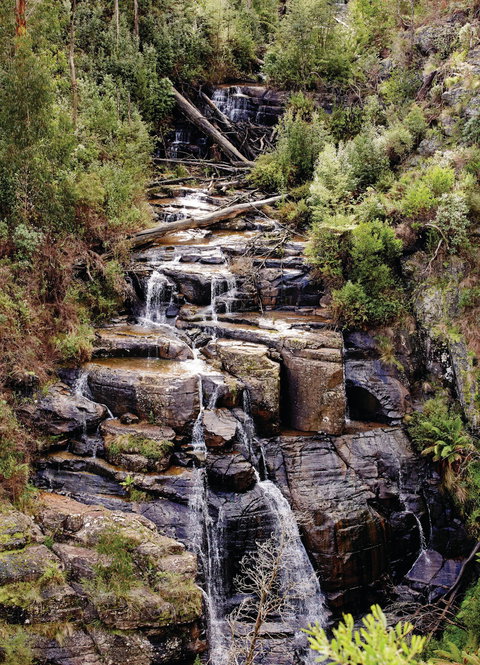 Kinglake National Park - New South Wales Tourism  1
