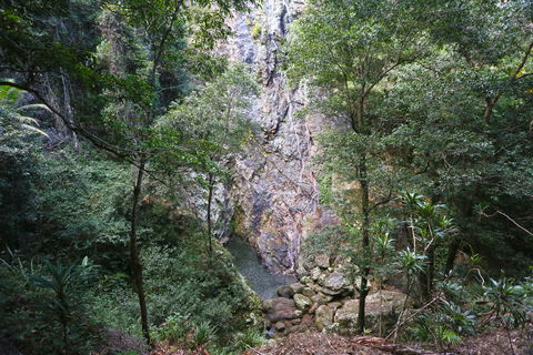 Kondalilla Falls Circuit, Kondalilla National Park - New South Wales Tourism  0