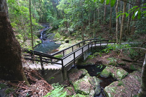 Kondalilla Falls Circuit, Kondalilla National Park - New South Wales Tourism  2