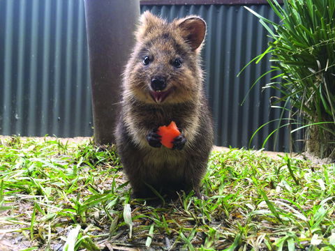 Kuranda Koala Gardens - New South Wales Tourism  1