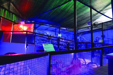 Kuranda Koala Gardens - New South Wales Tourism  2
