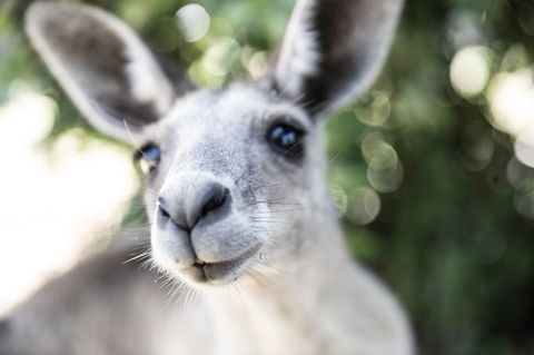Lochern National Park - New South Wales Tourism  0
