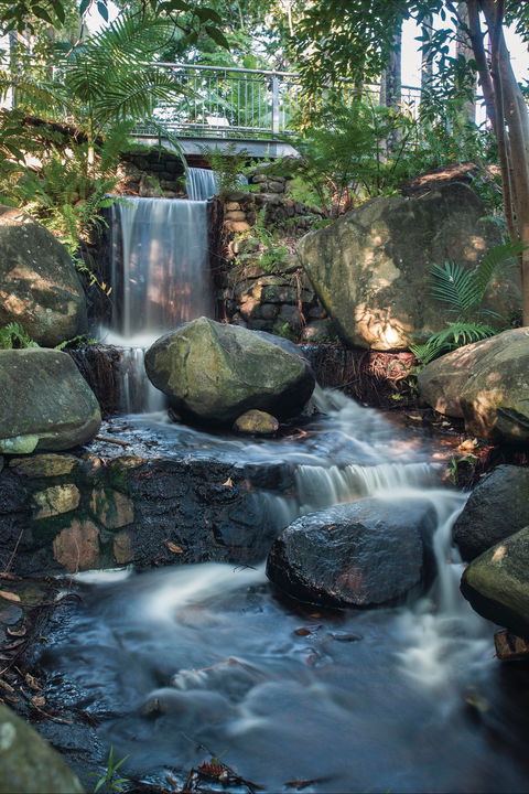 Mackay Regional Botanic Gardens - New South Wales Tourism  0