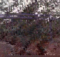 Marrinup Trail Dwellingup - New South Wales Tourism 