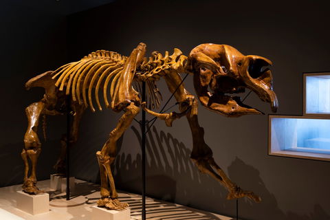 Megafauna Central - New South Wales Tourism  1