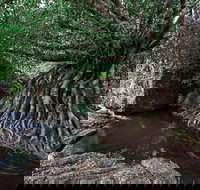 Misty Mountains Wilderness Tracks - New South Wales Tourism 