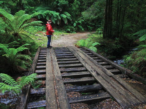 Montezuma Falls - New South Wales Tourism  0