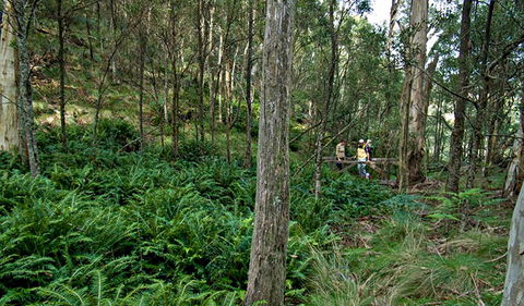 Nature Walking Track - New South Wales Tourism  0