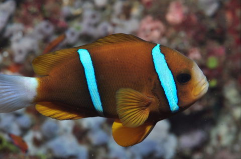 Nursery Reef - New South Wales Tourism  0